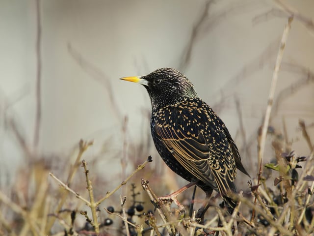 The starling was also in the top five but has seen a decline. Photo: Andy Hay (rspb-images.com)