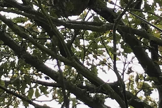 An Asian Hornet nest.