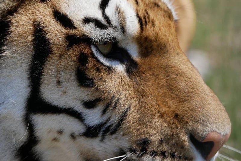 International Tiger Day was celebrated at the Lincolshire Wildlife Park