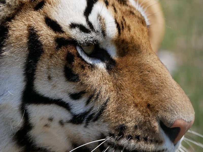 International Tiger Day was celebrated at the Lincolshire Wildlife Park