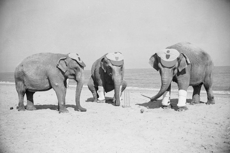 Three Powers elephants astound the holidaymakers at Skegness with a very professional game of cricket on 1st September 1936.