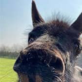 Bransby Horses’ oldest resident Ebony has passed away