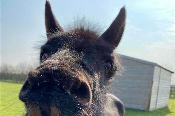 Bransby Horses’ oldest resident Ebony has passed away