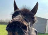 Bransby Horses’ oldest resident Ebony has passed away