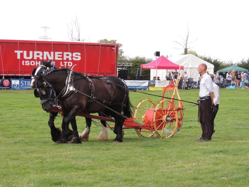Working horse turnouts in the main ring.