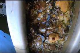 The pebbles allow the eels to grip as they climb upwards