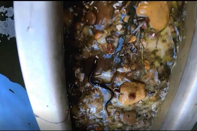 The pebbles allow the eels to grip as they climb upwards