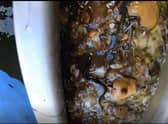 The pebbles allow the eels to grip as they climb upwards