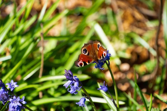 Dave Long spotted his first Red Admiral butterfly of the year, sitting on a bluebell in the spring sunshine.