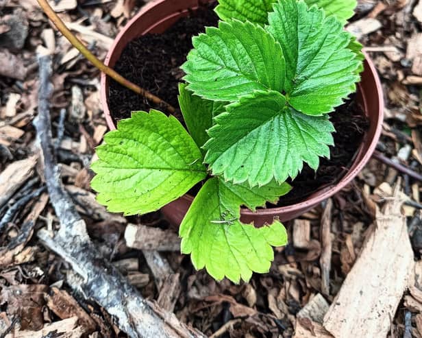 Potting up strawberry runners.