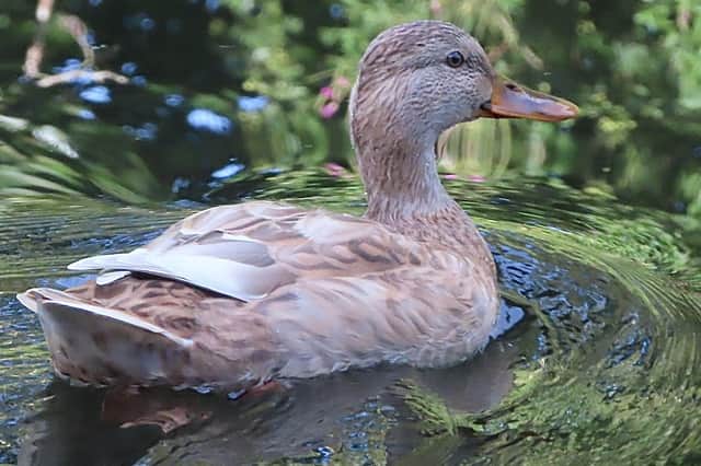 A lovely offering from David Hodgkinson shows this duck paddling along the canal.