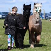 Take an alpaca for a walk with Oriontree Alpacas at Countryside Lincs.