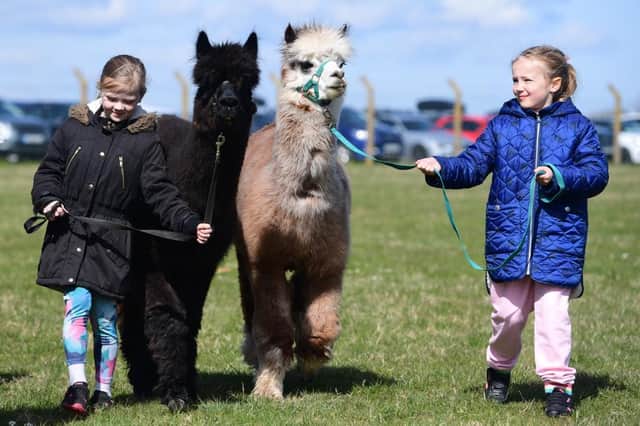 Take an alpaca for a walk with Oriontree Alpacas at Countryside Lincs.