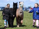 Take an alpaca for a walk with Oriontree Alpacas at Countryside Lincs.