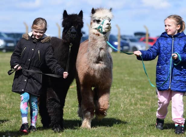 Take an alpaca for a walk with Oriontree Alpacas at Countryside Lincs.