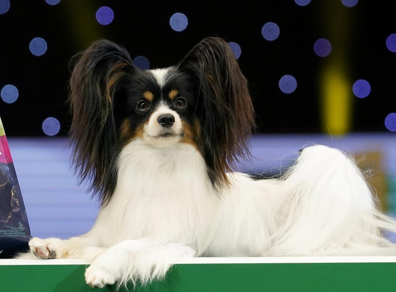 The Papillon is a small, friendly toy dog with a fine-boned structure. They are known to be happy and alert little dogs that are not shy or aggressive. Papillons are a happy breed whether living in an apartment, out in the country or anywhere in between. They love to play outdoors, but they can be easily entertained and exercised indoors as well.
