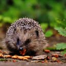 Animals including hedgehogs need a bit of extra support when the weather gets cold - Animal News Agency
