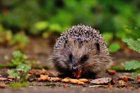 Animals including hedgehogs need a bit of extra support when the weather gets cold - Animal News Agency