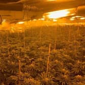 More than 1,300 cannabis plants have been discovered after police executed a warrant to search a property in Freiston. Photo: Lincs Police