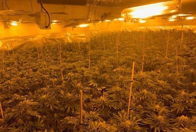 More than 1,300 cannabis plants have been discovered after police executed a warrant to search a property in Freiston. Photo: Lincs Police
