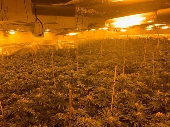 More than 1,300 cannabis plants have been discovered after police executed a warrant to search a property in Freiston. Photo: Lincs Police