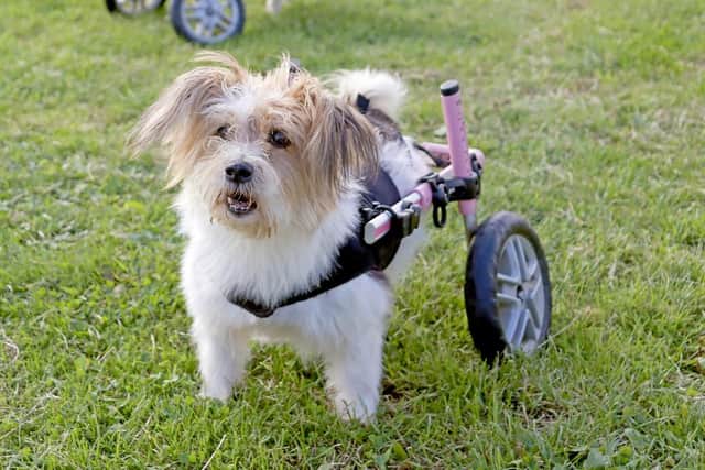 Life changing not life ending for disabled dogs thanks to Broken Biscuits