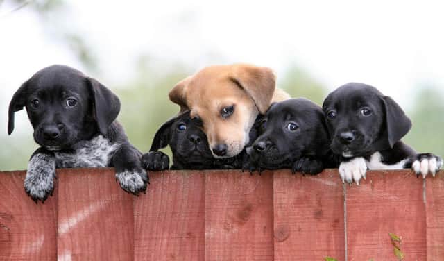 Five of the puppies currently at the Dog's Trust Merseyside Rehoming Centre waiting for new families.
