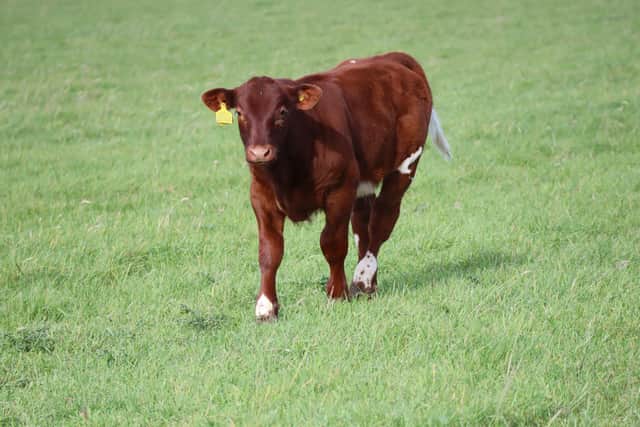Belvoir Castle's new animal park