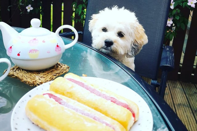 Sadie keeps watch over the tea and doughnuts - but that's not to say she's sharing with you.