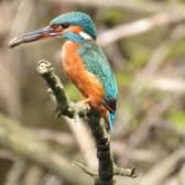 Here's the latest in a series of magnificent kingfisher photos from Eastwood's Ivan Dunstan.