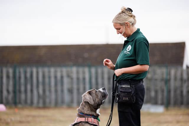 Jerry Green Dog Rescue expands blended rehoming model to support more ...