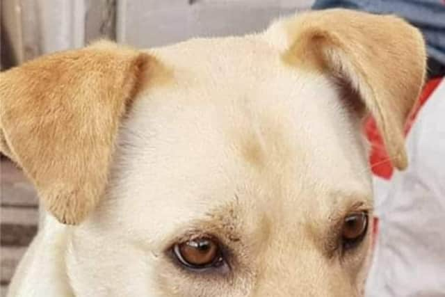 Marley, a four-year-old Golden Labrador-cross, is missing after he bolted from Sherwood Field in Mablethorpe.