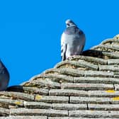 Pigeons on the Post Office roof.