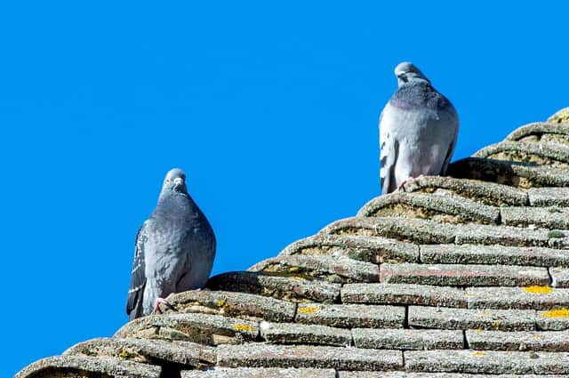 Pigeons on the Post Office roof.