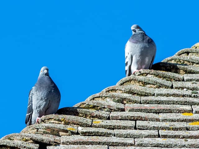Pigeons on the Post Office roof.