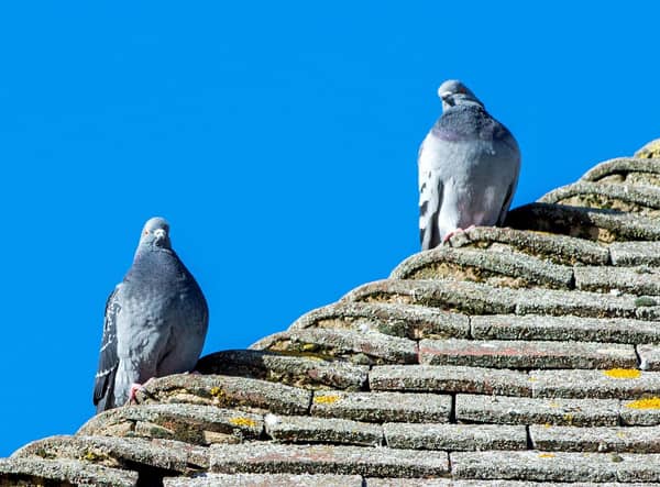 Pigeons on the Post Office roof.