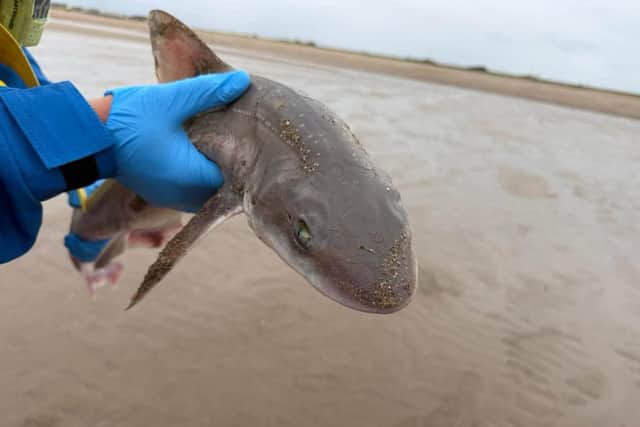 A Skegness Coastguard member with the smooth-hound they returned to the water.