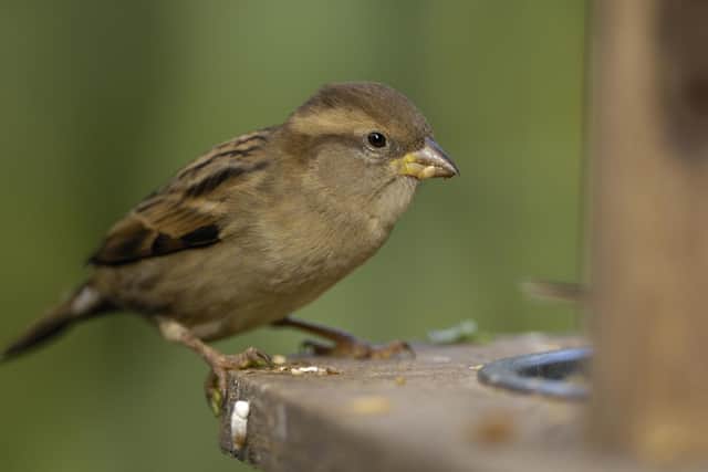 House sparrows were the most frequently spotted birds across UK gardens. Photo: Ray Kennedy