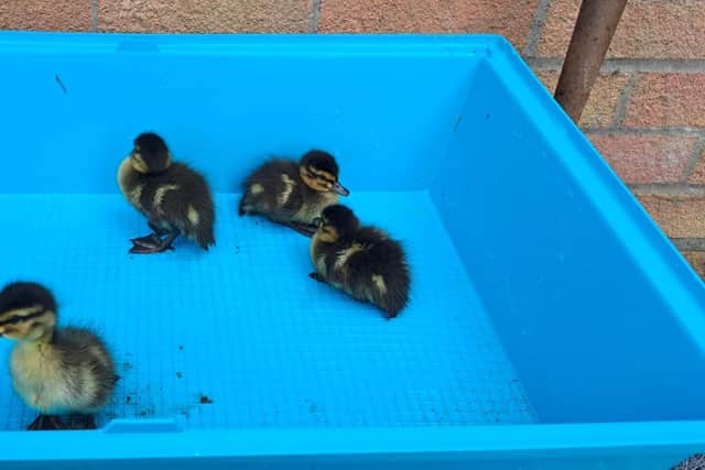 The four day-old ducklings.