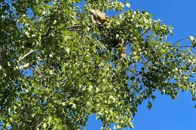 Einstein the iguana stuck 12 metres up a tree.