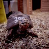 A red-footed tortoise, at the University of Lincoln's Cold-blooded Cognition Lab