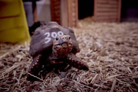 A red-footed tortoise, at the University of Lincoln's Cold-blooded Cognition Lab