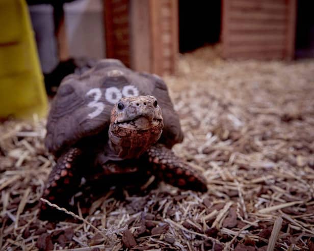 A red-footed tortoise, at the University of Lincoln's Cold-blooded Cognition Lab