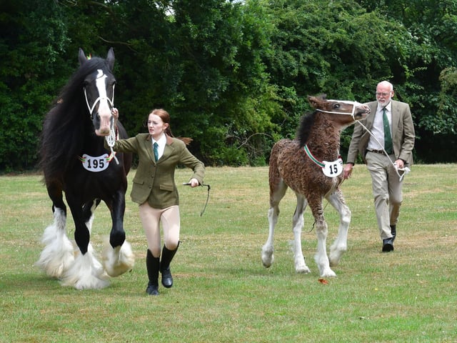 Judging in the heavy horse competition.