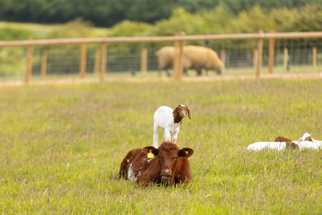 Belvoir Castle's Animal Park
