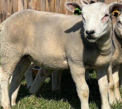 A file photo of a Texel sheep. (Lincs Police)