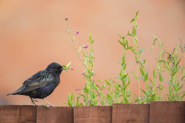 BG - 2155047 - A European starling Sturnus vulgaris perched on a fence