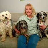 Sally Hurren with her dog Pepper (middle) and Pepper's daughter Dotty (left) and son Ash (right). Photo: David Dawson