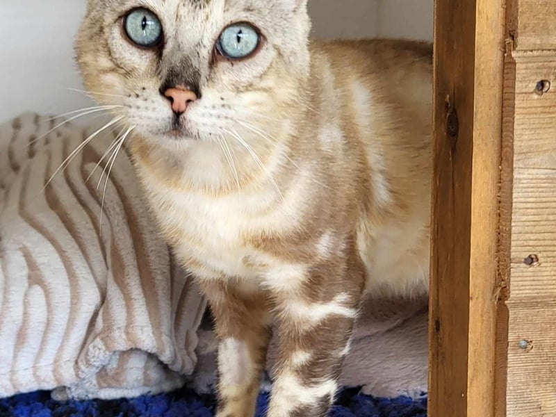 Pablo came into the Ark as a stray. He has now been neutered and ready for his forever home. He will never let you miss his mealtimes and loves his food and a cheeky treat. He's had it tough for a little while, but is learning to relax and accept love and strokes.