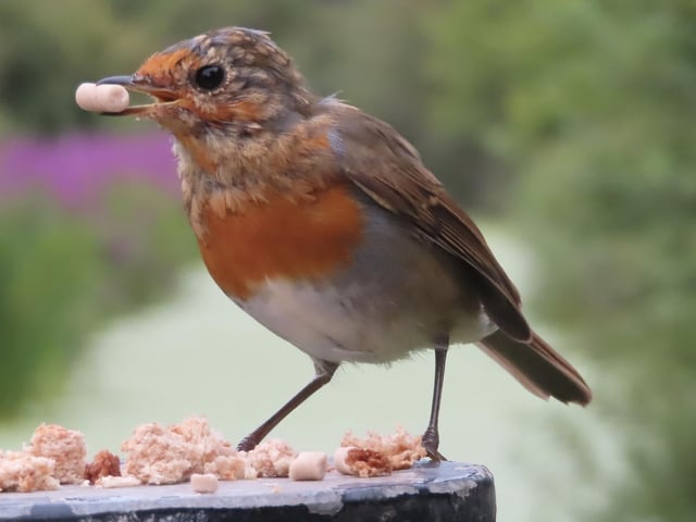 David Hodgkinson knows how to snap a fine robin photo and this one taken by the canal at Cossall is a fine example.